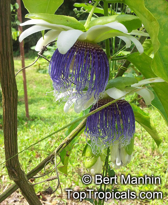 Passiflora nitida, Bell Apple, Water Lemon flowers