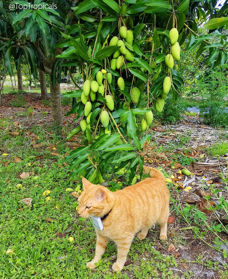 Could Mango be the secret to youthful skin? Could Mango be the secret to youthful skin?