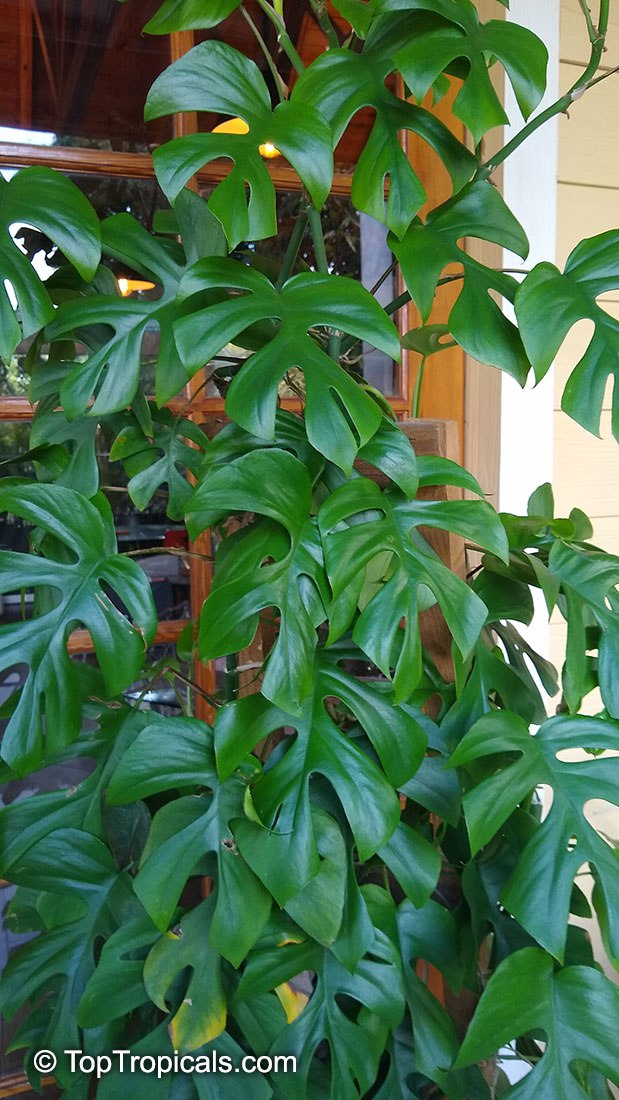 How mini is Mini Monstera? 
