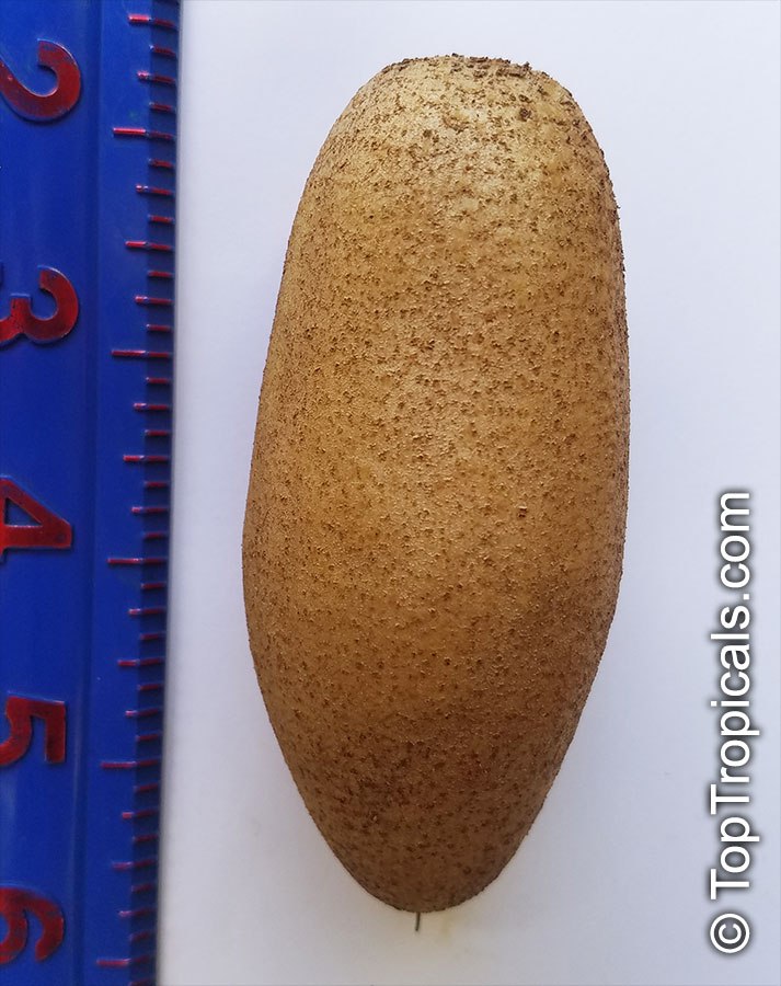 New variety of Sapodilla? Thai Brownie!