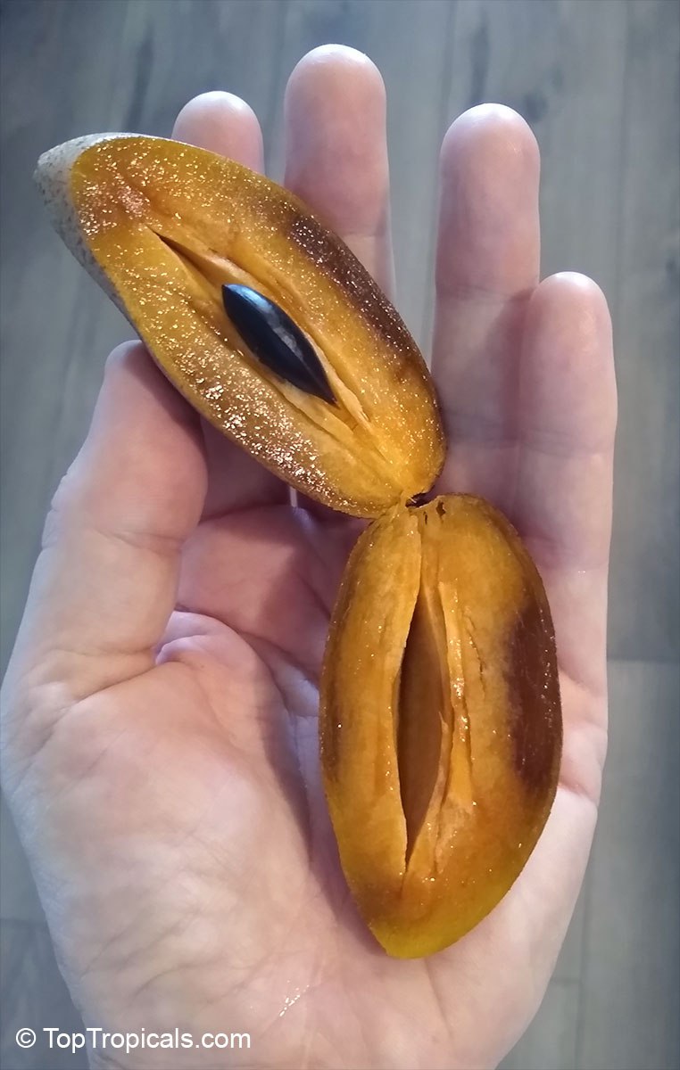 New variety of Sapodilla? Thai Brownie!