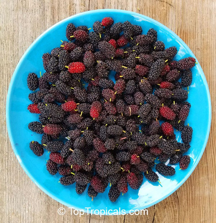 What are the best Mulberry varieties