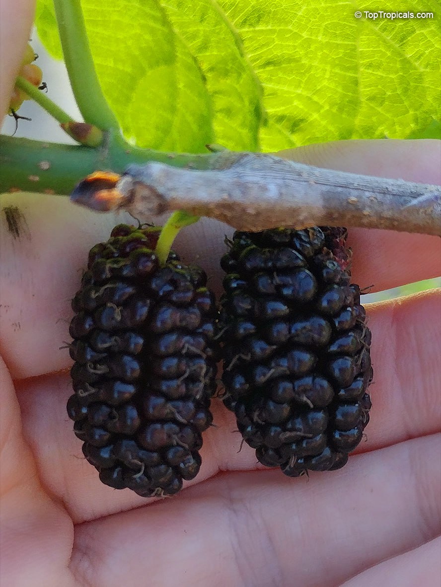 What are the best Mulberry varieties