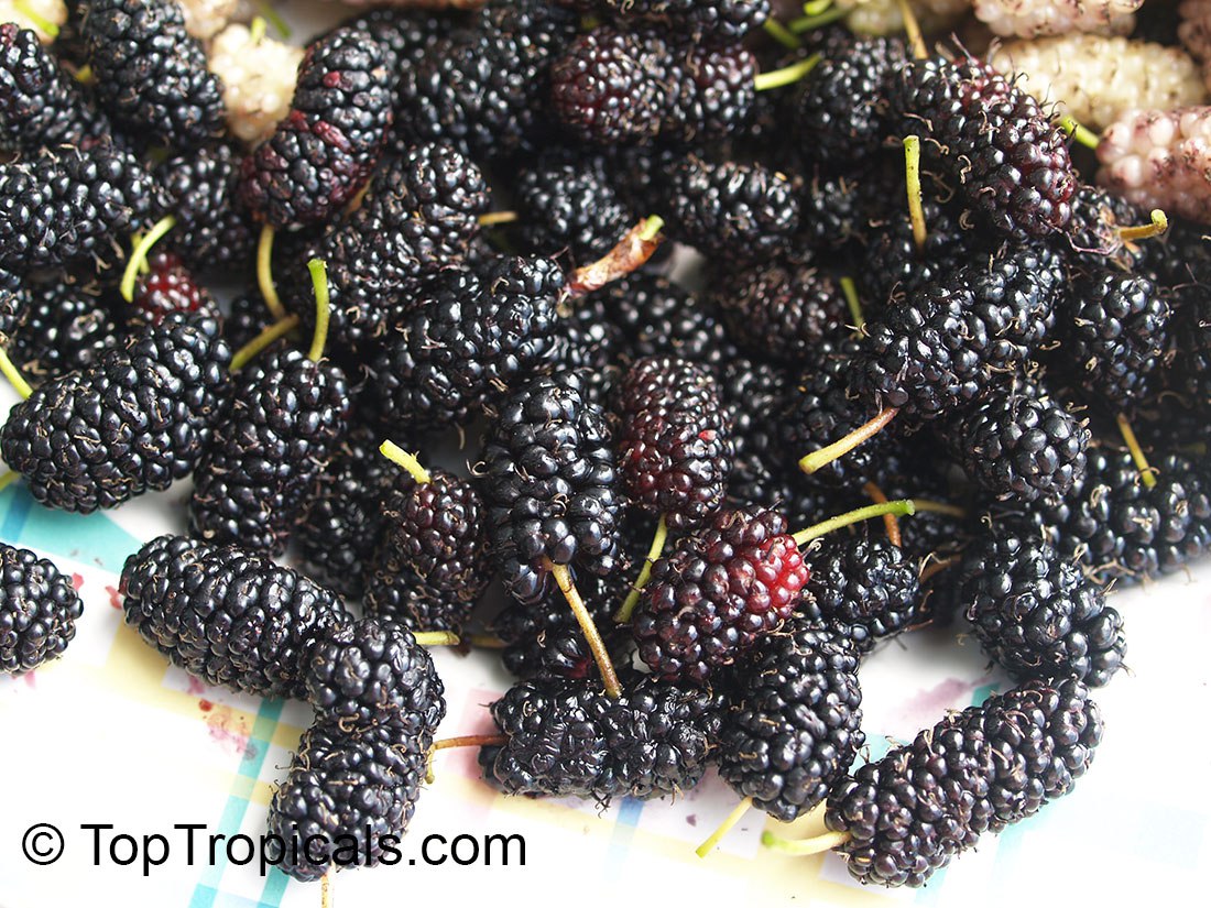 What are the best Mulberry varieties