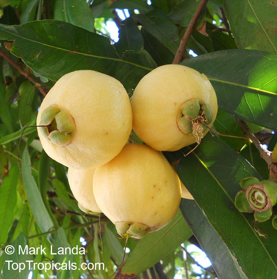 What fruit smells like roses? 