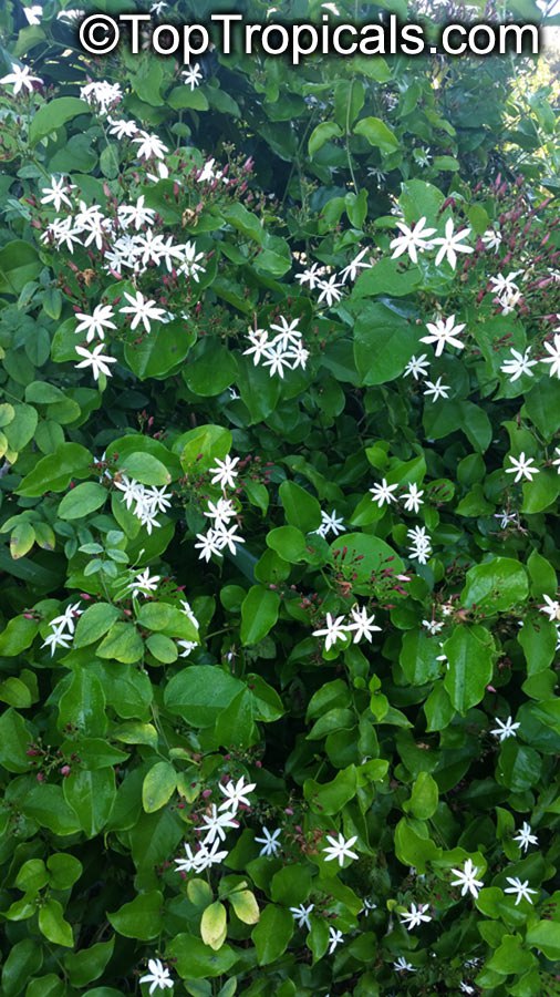 What jasmine blooms year around? 