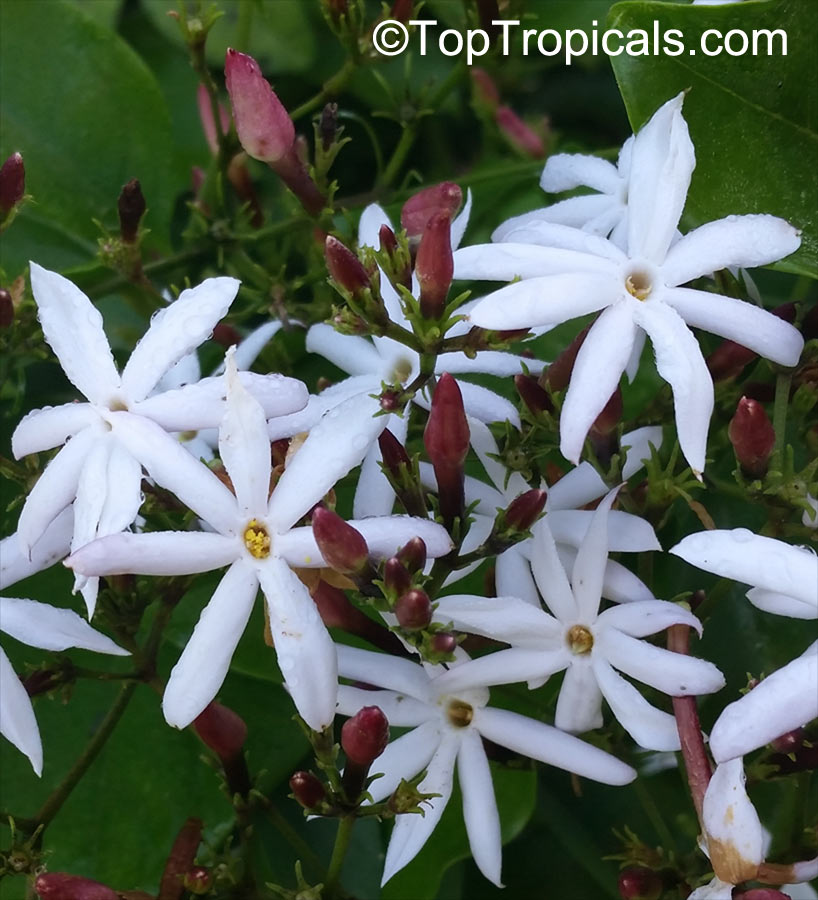 What jasmine blooms year around? 