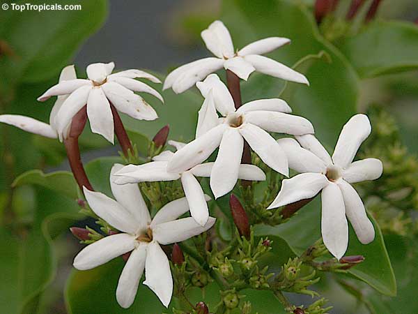 What jasmine blooms year around? 