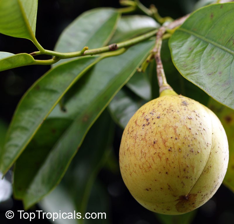 Nutmeg tree (Myristica fragrans)