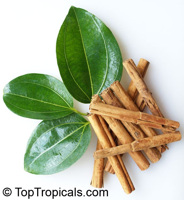 
Cinnamon (Cinnamomum verum or Cinnamomum cassia).