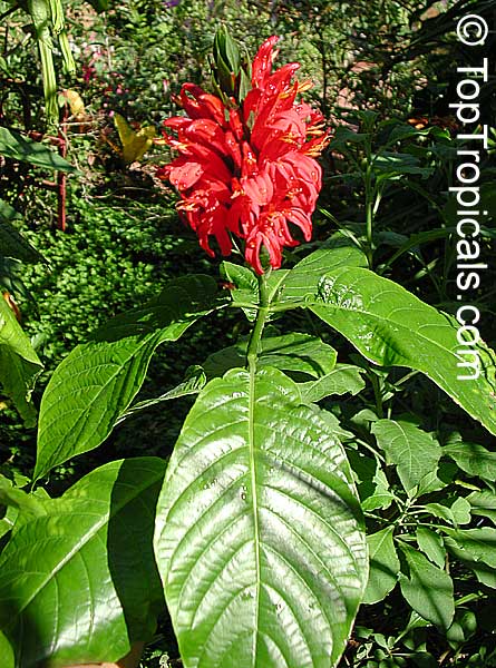 Cardinals Guard (Pachystachys coccinea)