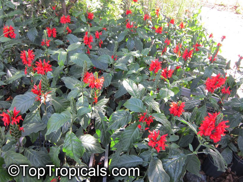 Cardinals Guard (Pachystachys coccinea)