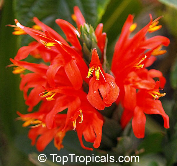 Cardinals Guard (Pachystachys coccinea)