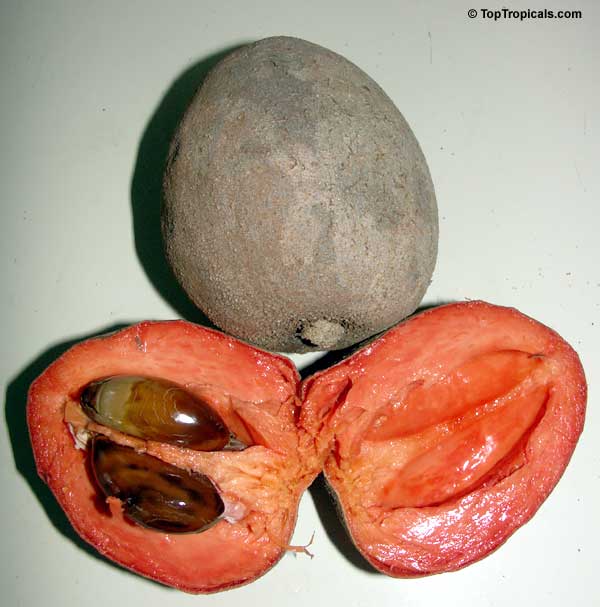 Pouteria sapota, Mamey Sapote fruit