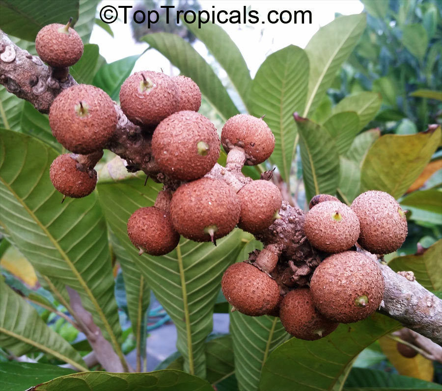 Pouteria sapota, Mamey Sapote fruit on a branch