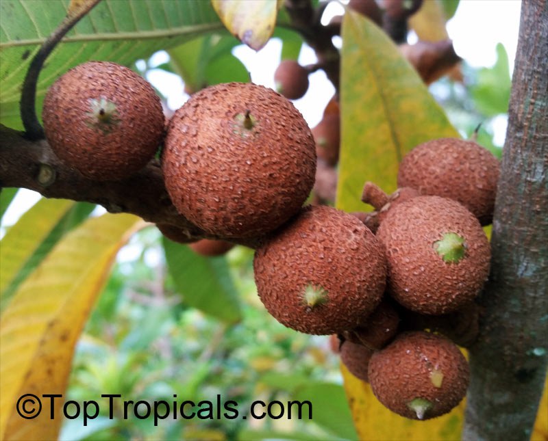 Pouteria sapota, Mamey Sapote fruit on a branch