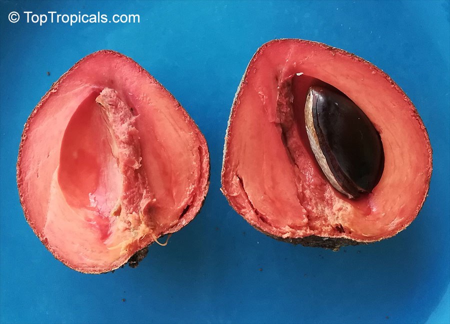 Pouteria sapota, Mamey Sapote fruit