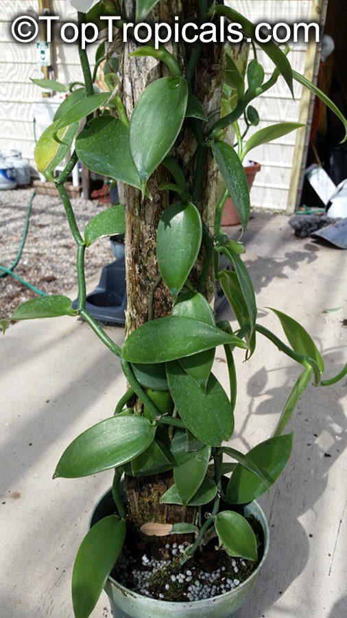 Vanilla Bean Orchid (Vanilla planifolia)