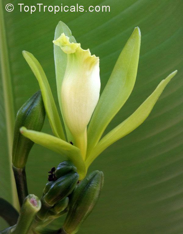 Vanilla Bean Orchid (Vanilla planifolia), flower