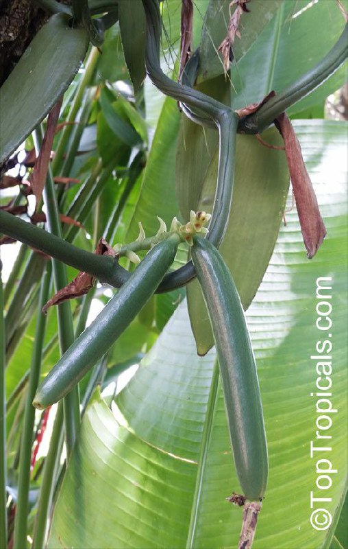 Vanilla Bean Orchid (Vanilla planifolia), seed pods beans