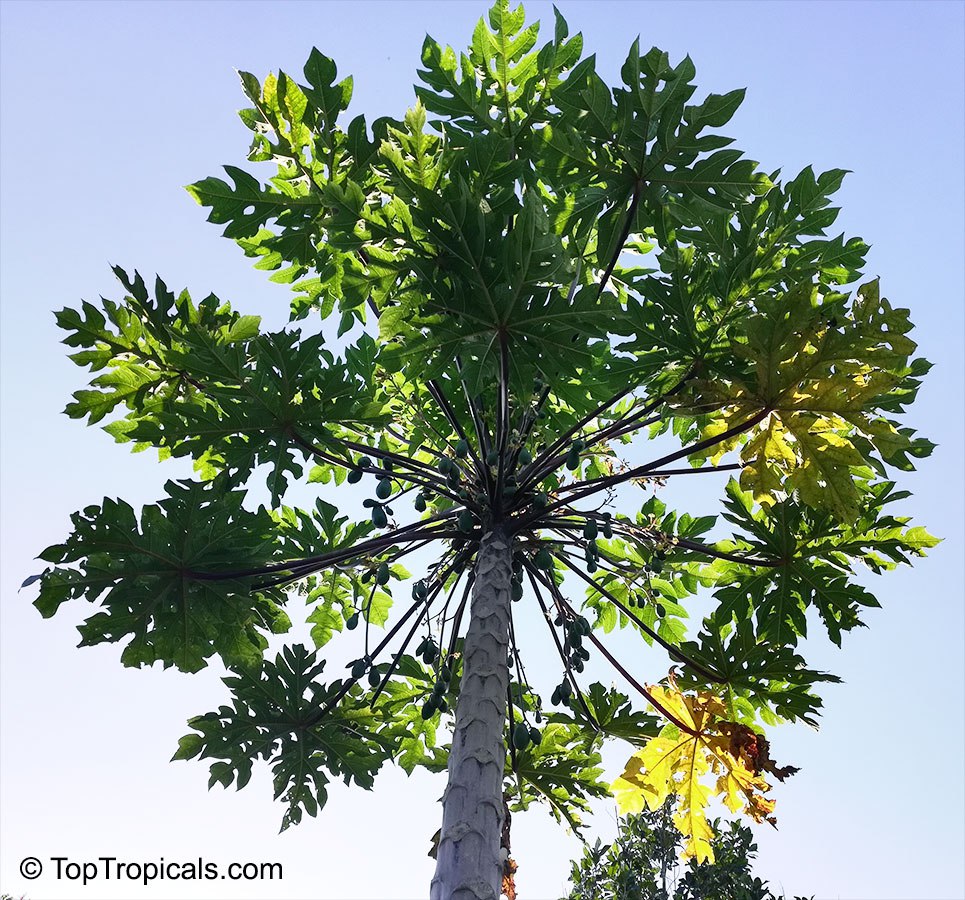 Papaya tree - Carica papaya