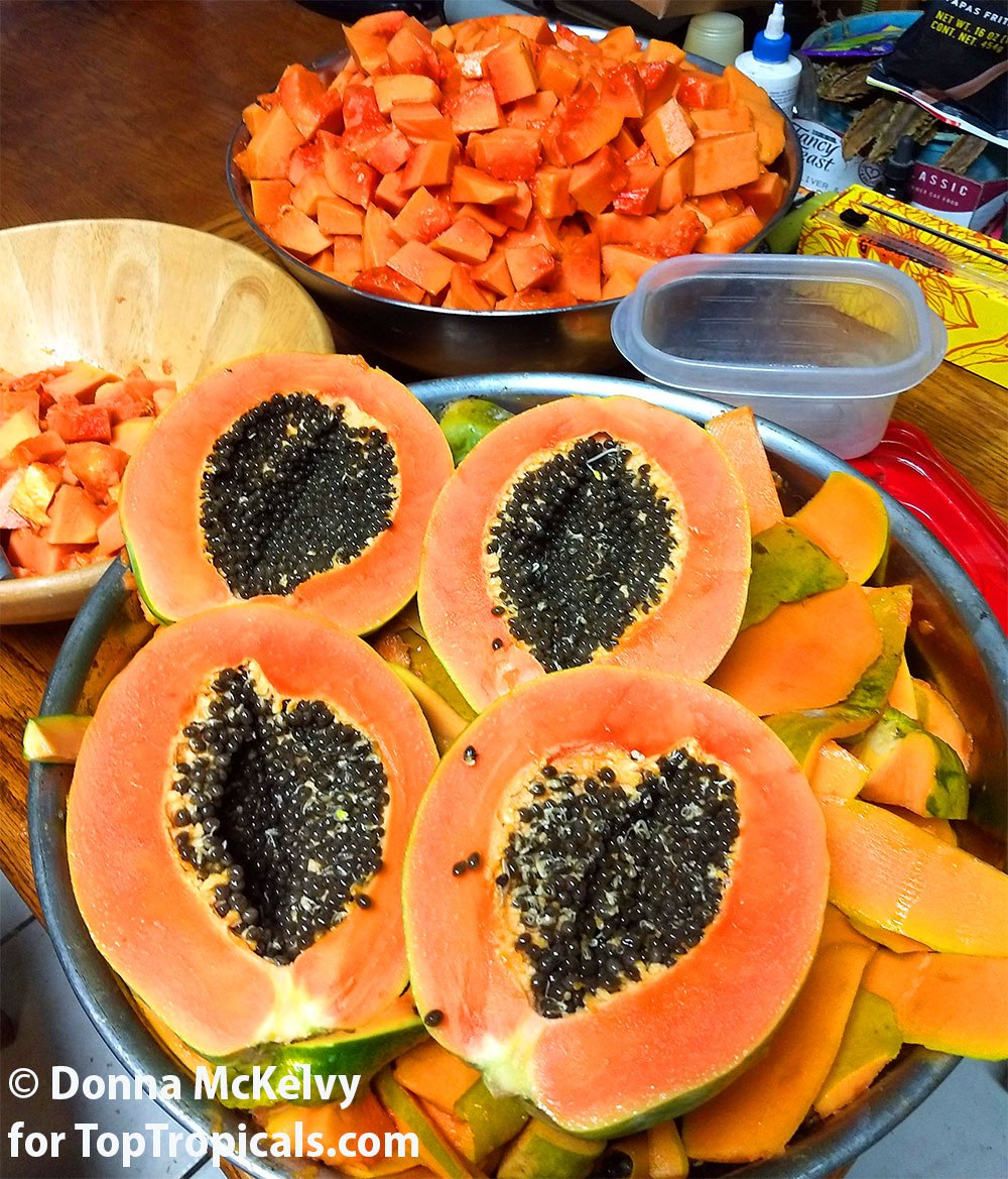 Papaya tree - Carica papaya, fruit