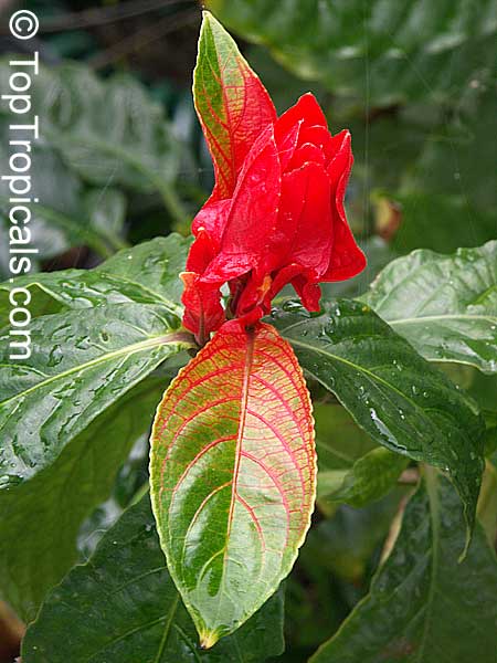 What is the most excusive tropical Christmas flower?