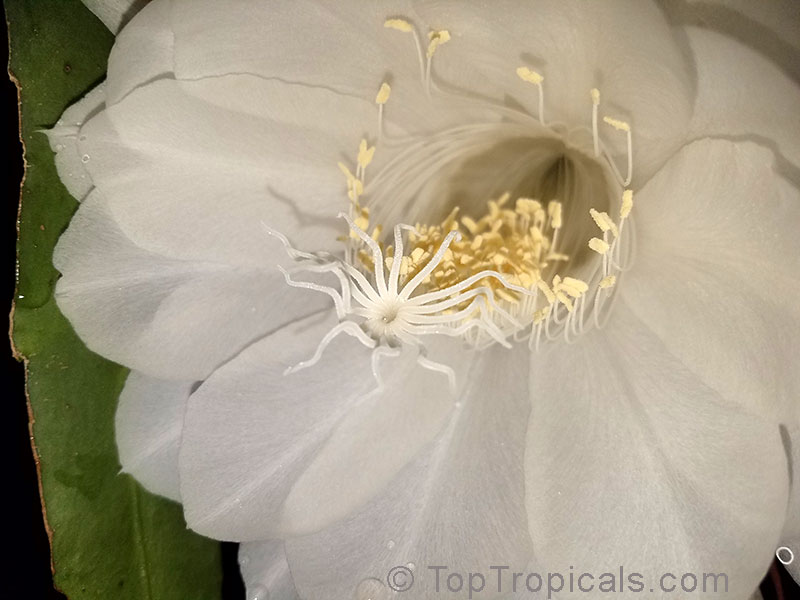 Epiphyllum oxypetalum - Queen of the Night