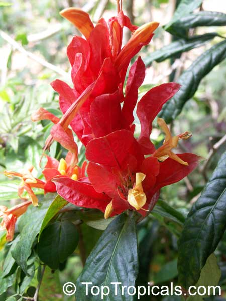 What is the most excusive tropical Christmas flower?