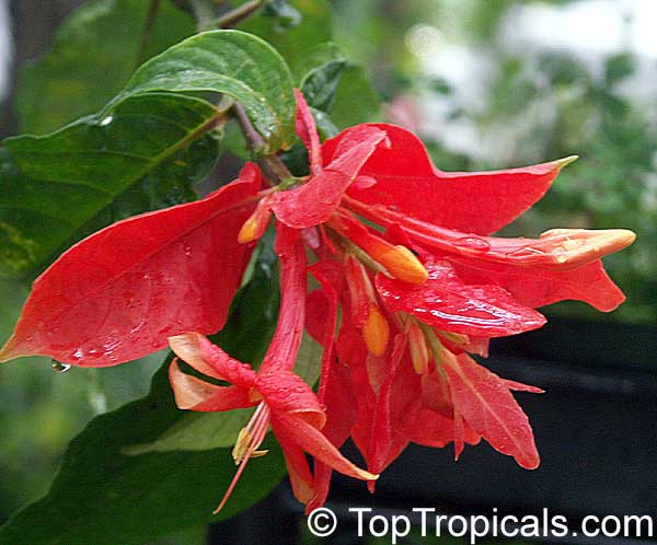 What is the most excusive tropical Christmas flower?