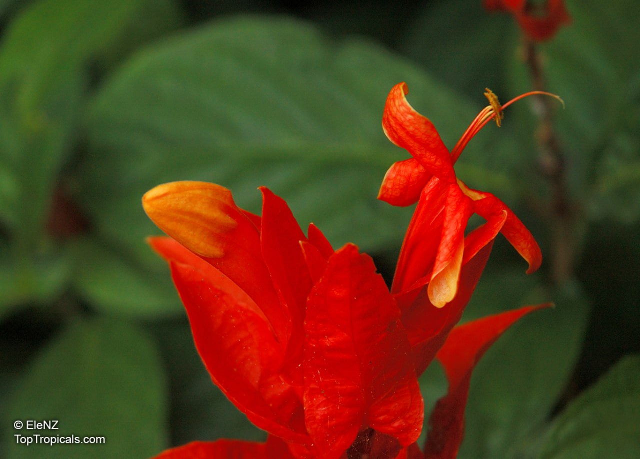 What is the most excusive tropical Christmas flower?