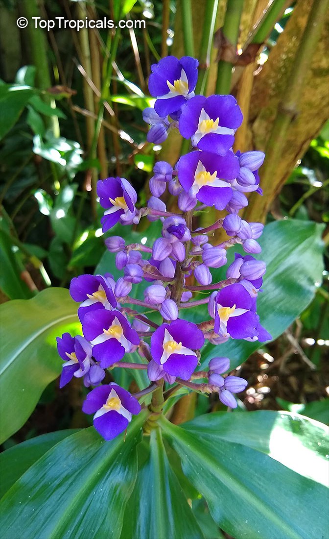 Dichorisandra thyrsiflora - Blue Ginger, Sapphire Gem