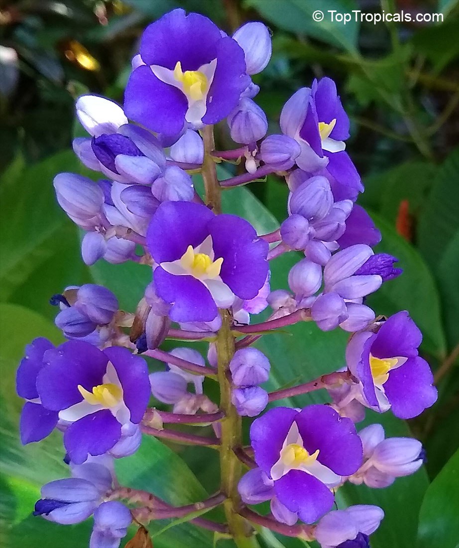 Dichorisandra thyrsiflora - Blue Ginger, Sapphire Gem