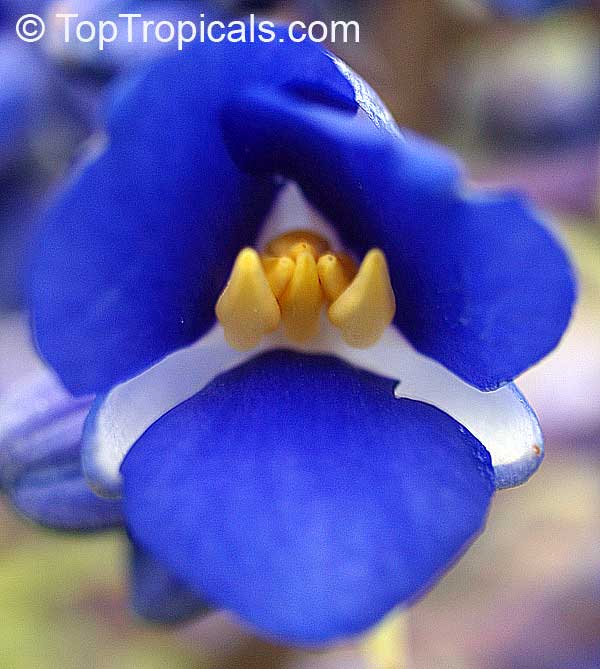 Dichorisandra thyrsiflora - Blue Ginger, Sapphire Gem