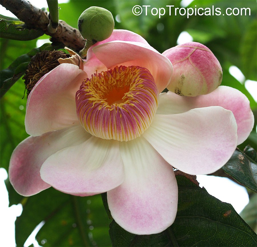 Gustavia augusta - Heaven Lotus, flower