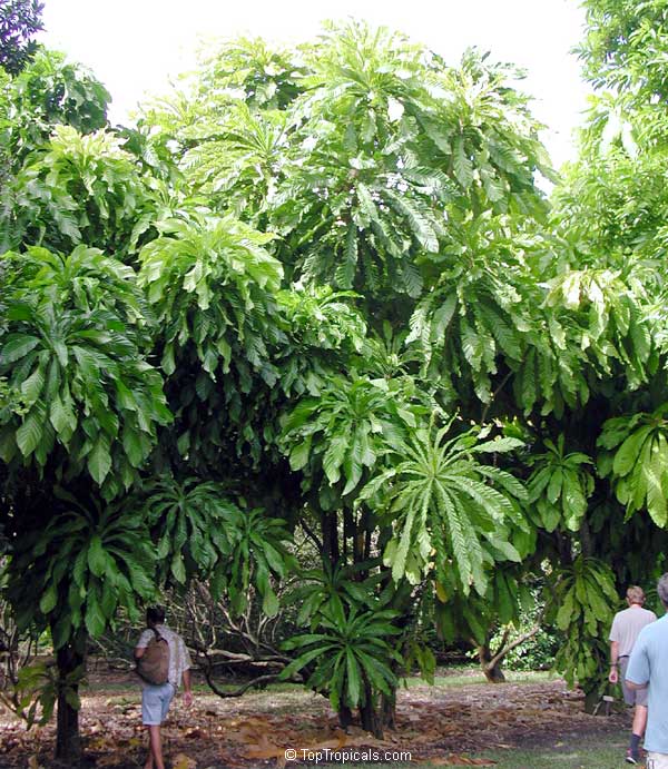 Gustavia augusta - Heaven Lotus, tree