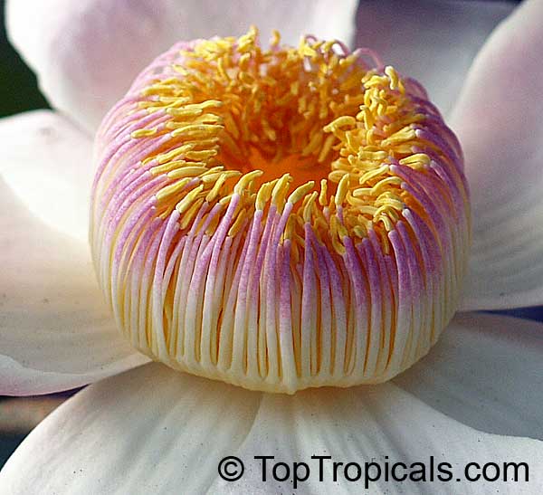 Gustavia augusta - Heaven Lotus, flower close-up