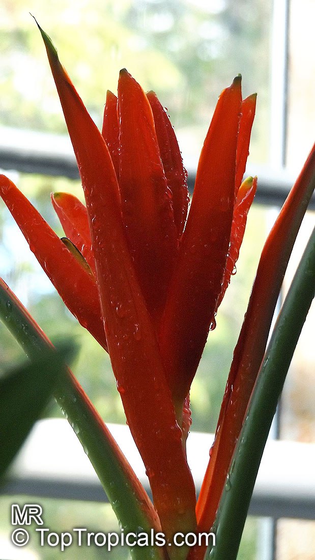 Musa coccinea - Scarlet Red Flowering Banana