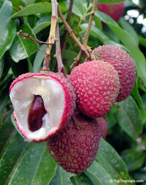 Lychee (Litchi sinensis) - fruit