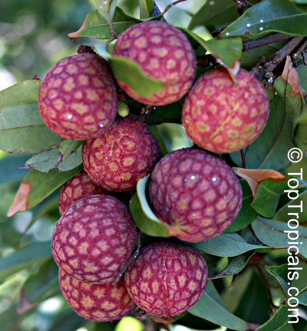 Lychee (Litchi sinensis) - fruit 