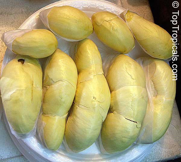 Durian (Durio zibethinus)