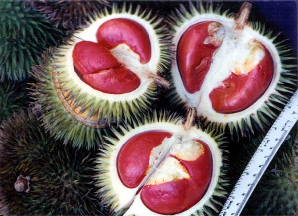 Durian (Durio zibethinus)