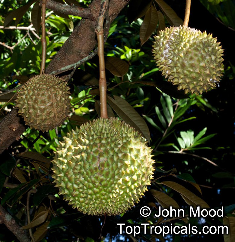 Durian (Durio zibethinus)