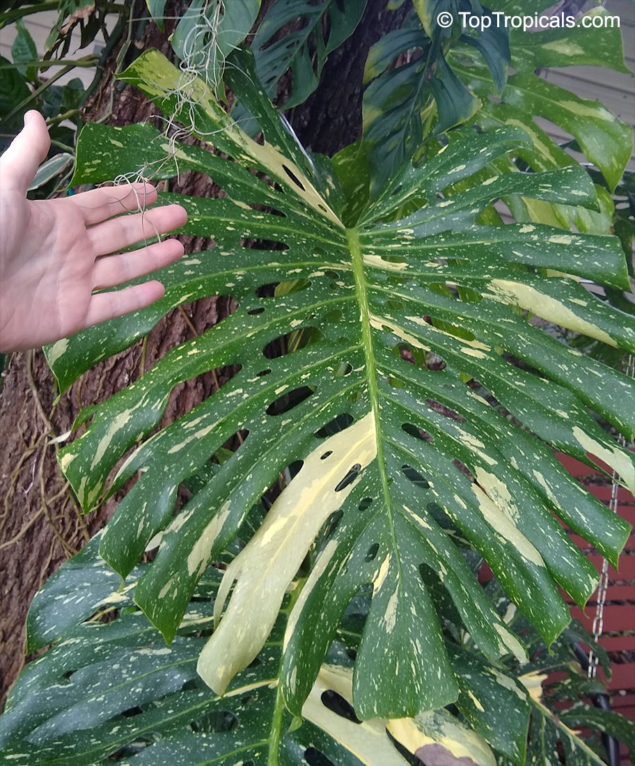 Monstera deliciosa - Variegated Swiss Cheese Plant leaves 