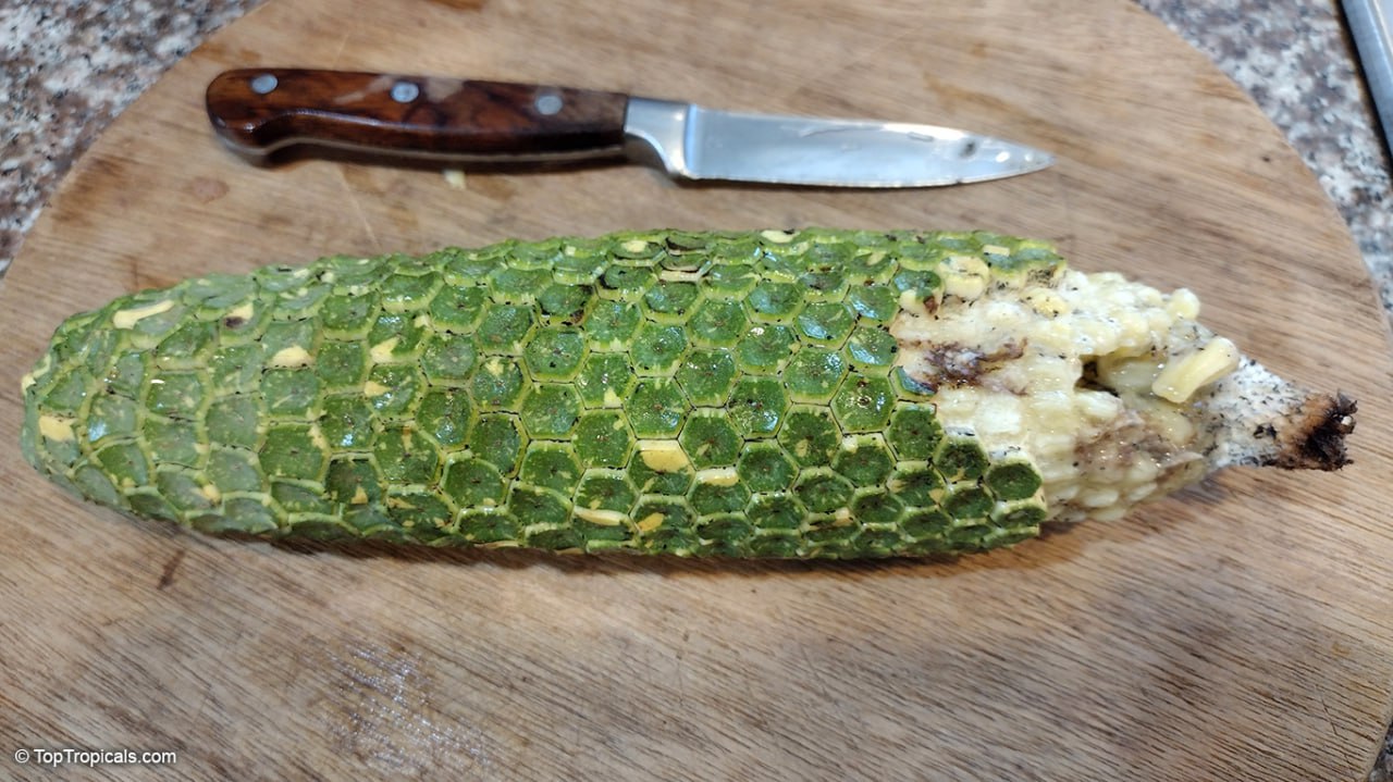 Monstera deliciosa - Swiss Cheese Plant fruit