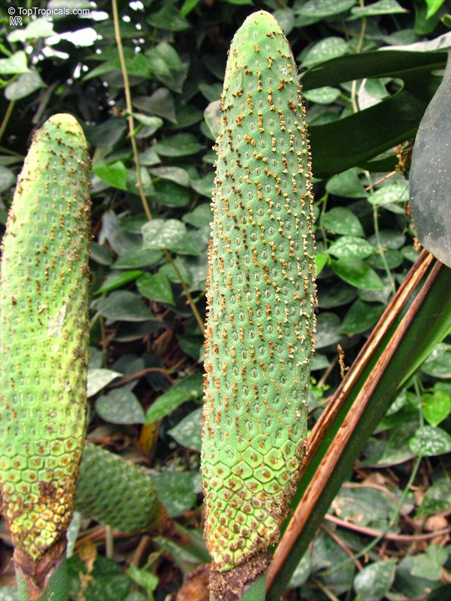 Monstera deliciosa - Swiss Cheese Plant fruit