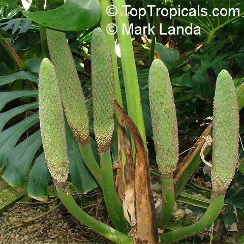 Monstera deliciosa - Swiss Cheese Plant fruit