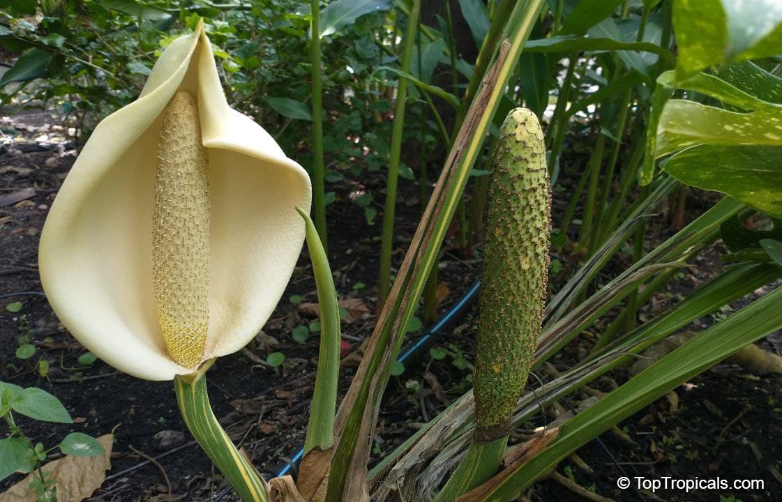 Monstera deliciosa - Swiss Cheese Plant fruit and flower