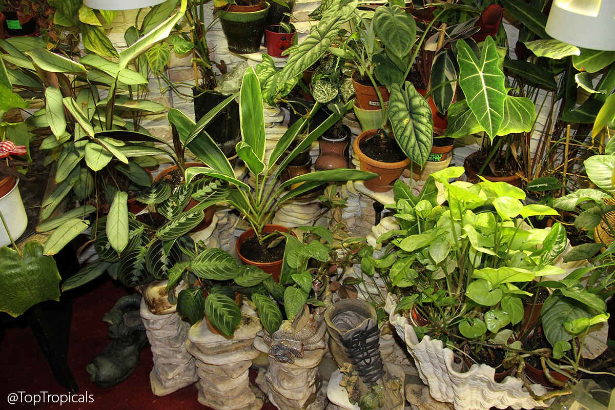 Indoor House plants