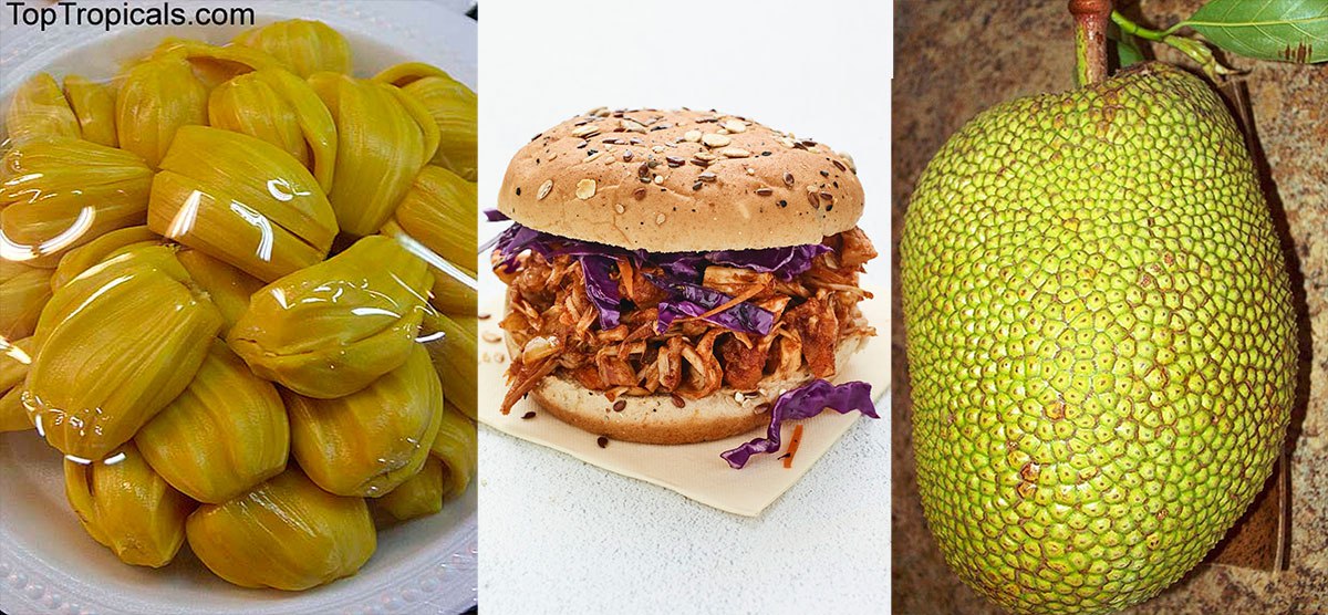 What to do with a lot of Jackfruit: Jackfruit BBQ Sliders recipe